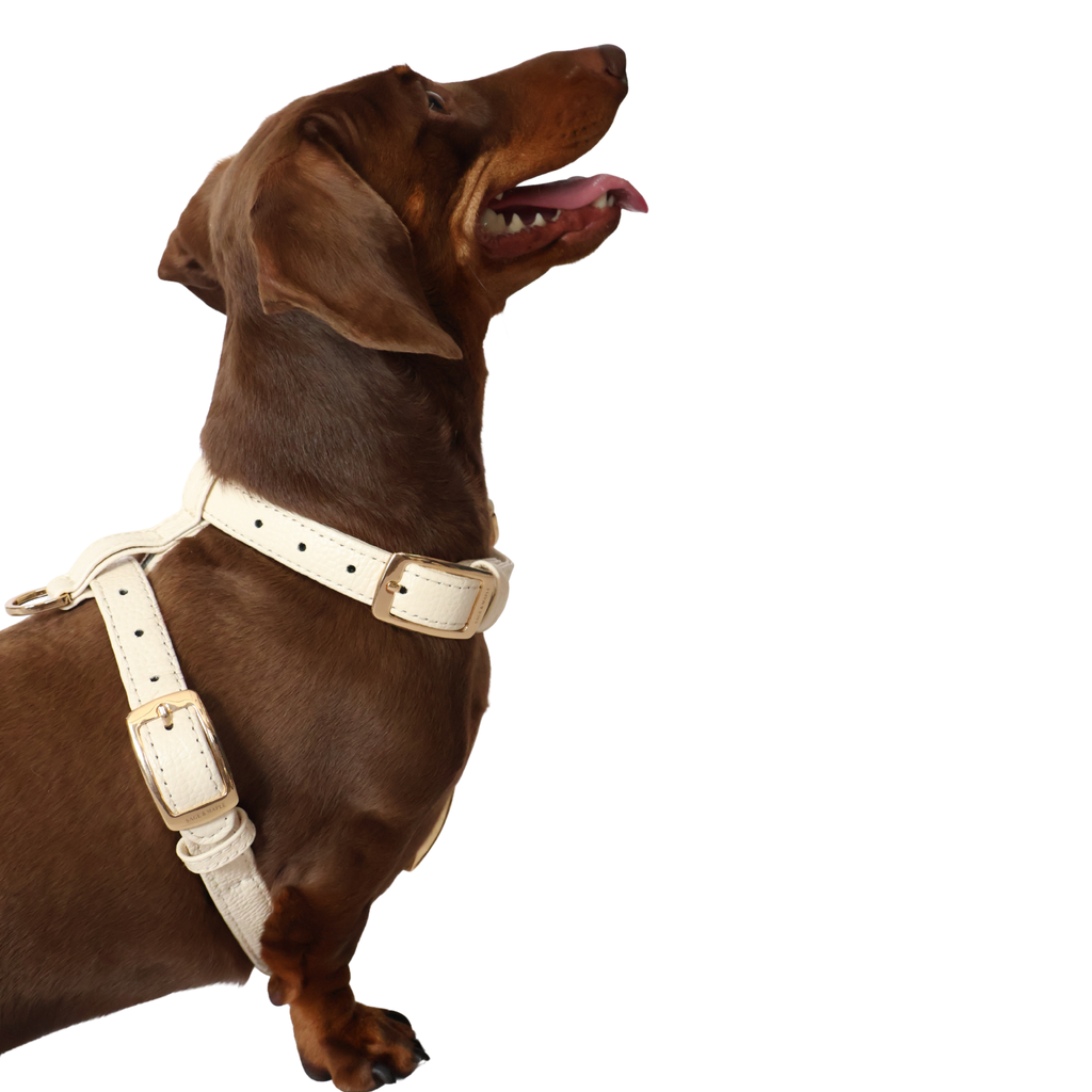 The Harness