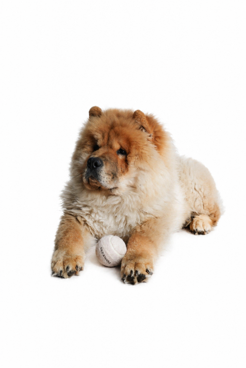 The Ball